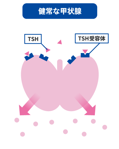 健常な甲状腺